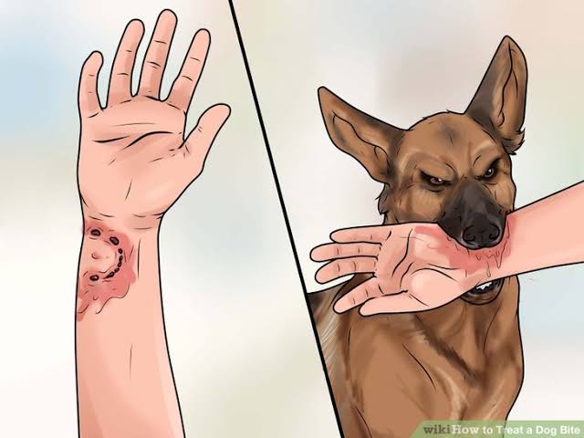 DOG BITE