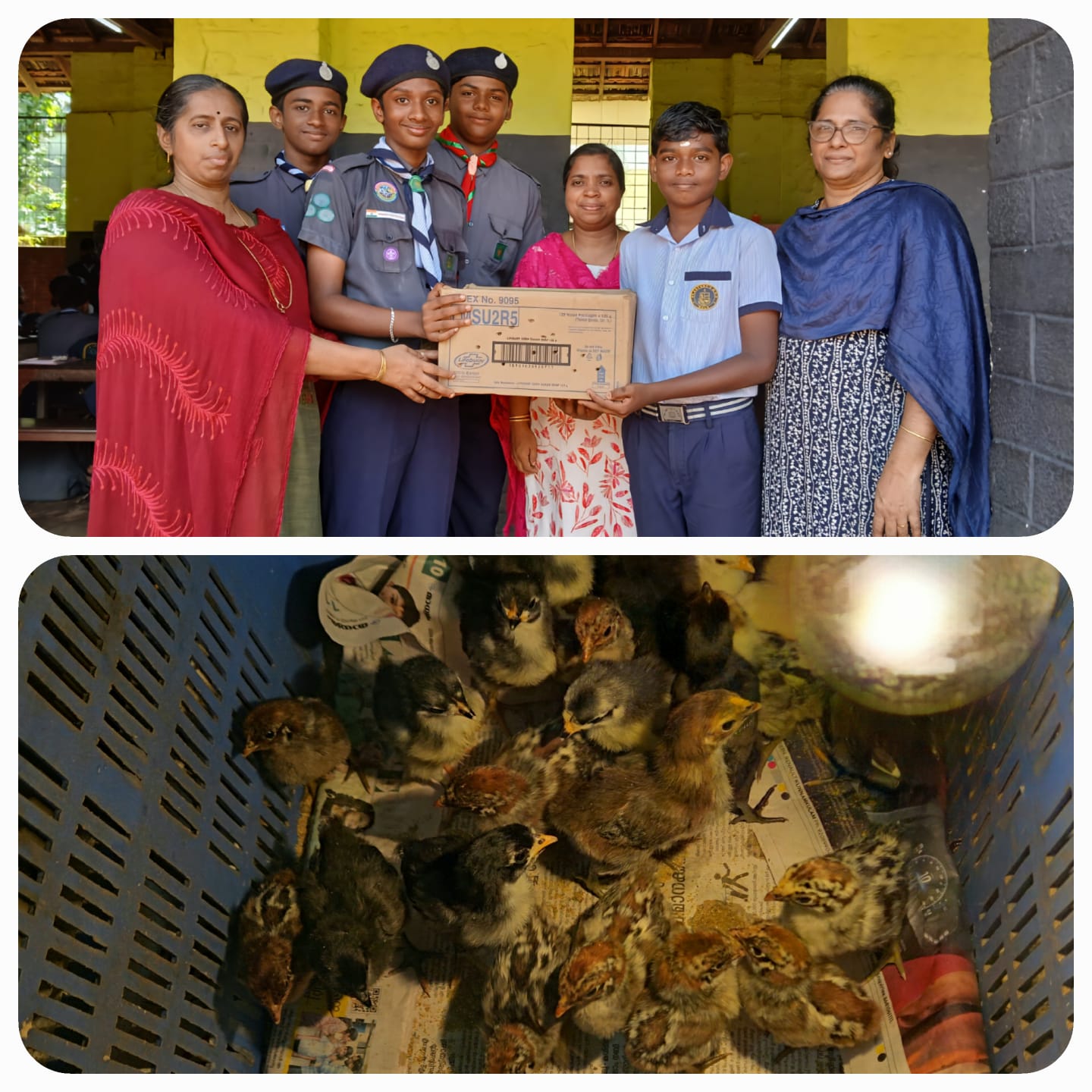 Scout Student Donates Chicks to Support Underprivileged Peers